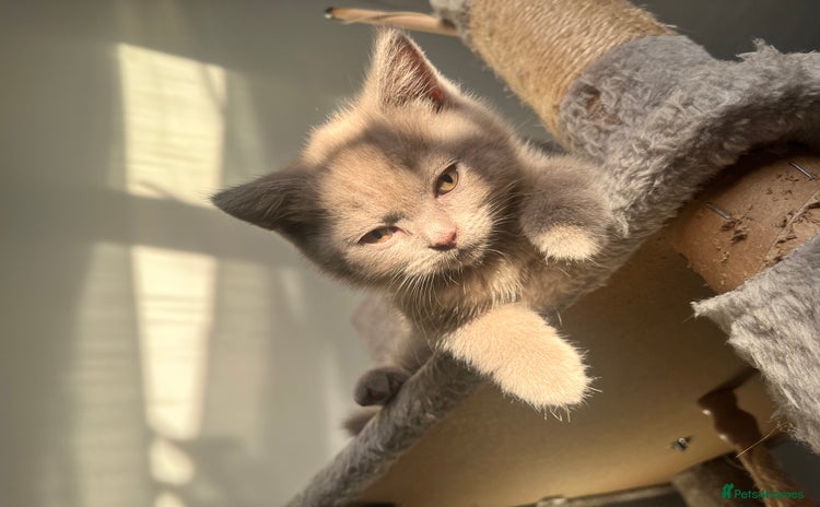 British Shorthair cats in Bedford - Advert 9