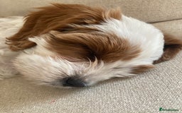 Cavapoo dogs for sale: 8 week old Cavapoo girl - Image 7