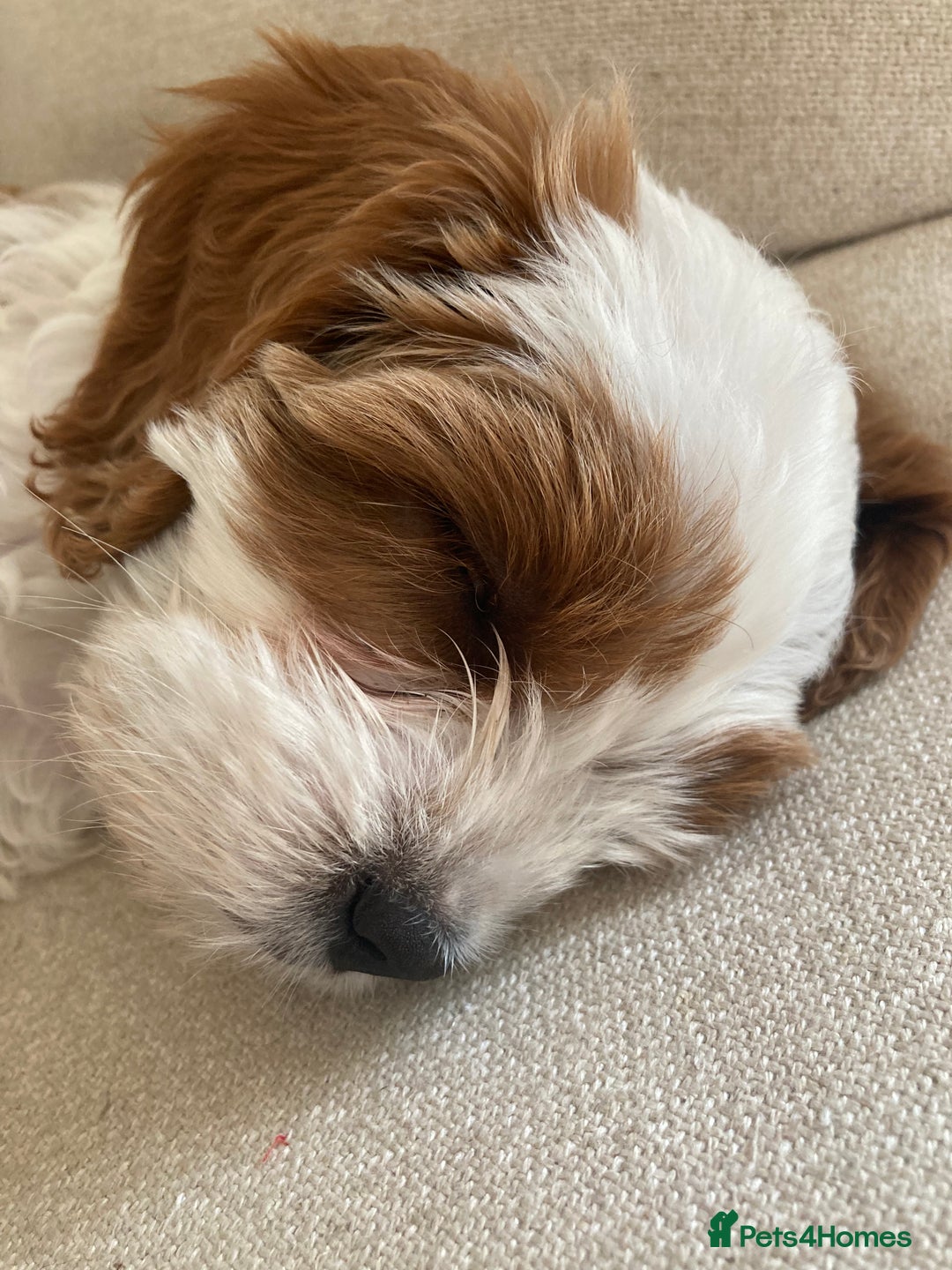 Cavapoo dogs for sale: 8 week old Cavapoo girl - Image 7