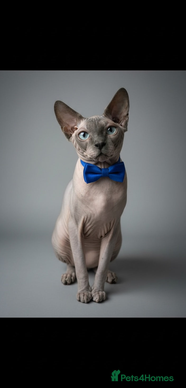 Sphynx cats Sphynx stud TICA Active in Thornton-Cleveleys - Advert 11