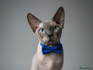 Sphynx cats Sphynx stud TICA Active in Thornton-Cleveleys - Advert 6