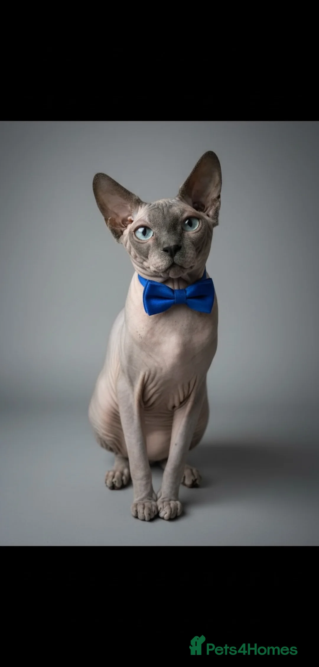 Sphynx cats for stud: Sphynx stud TICA Active in Thornton-Cleveleys - Advert 1