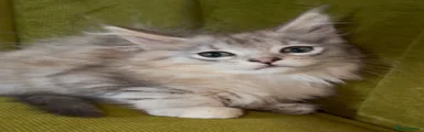 Maine Coon 2