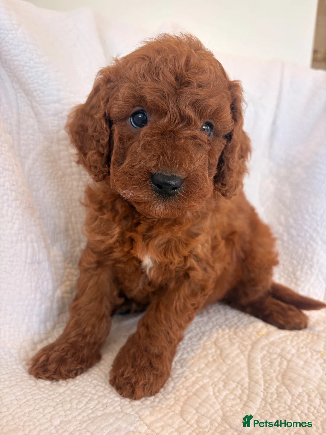 Cavapoo dogs for sale: LICENSED BREEDER HEALTH TESTED CAVAPOOS - Advert 13