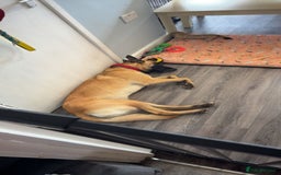 Belgian Shepherd Dog dogs for sale: Beautiful Mali  - Advert 4