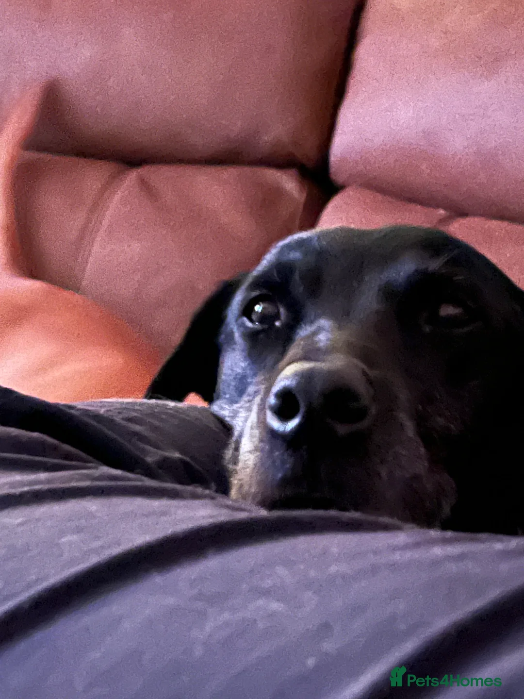 Labrador Retriever dogs for sale: Amazing pups  - Advert 6