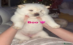 Siberian Husky dogs for sale: 3 fluffy chowski’s  - Advert 1