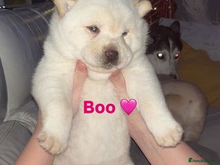 Siberian Husky dogs 3 fluffy chowski’s - Advert 8