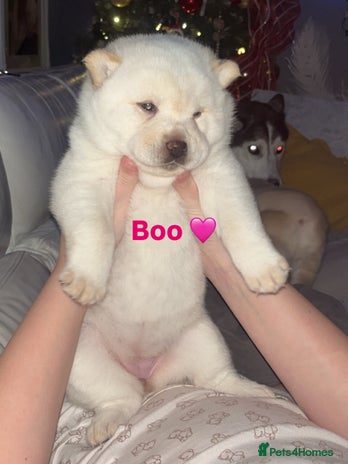 Siberian Husky dogs 3 fluffy chowski’s - Advert 1