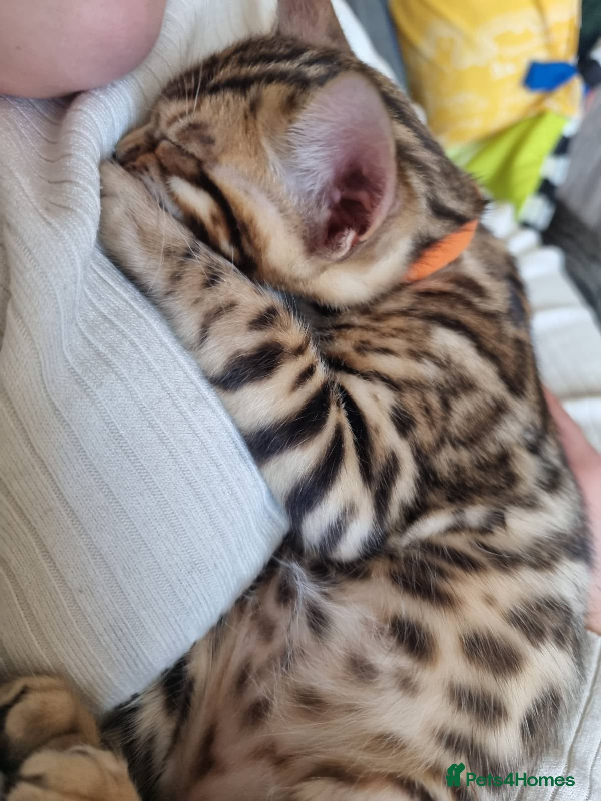 Bengal cats Stunning TICA Registered Bengal Kittens - Advert 2