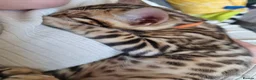 Bengal cats for sale: Stunning TICA Registered Bengal Kittens - Advert 5