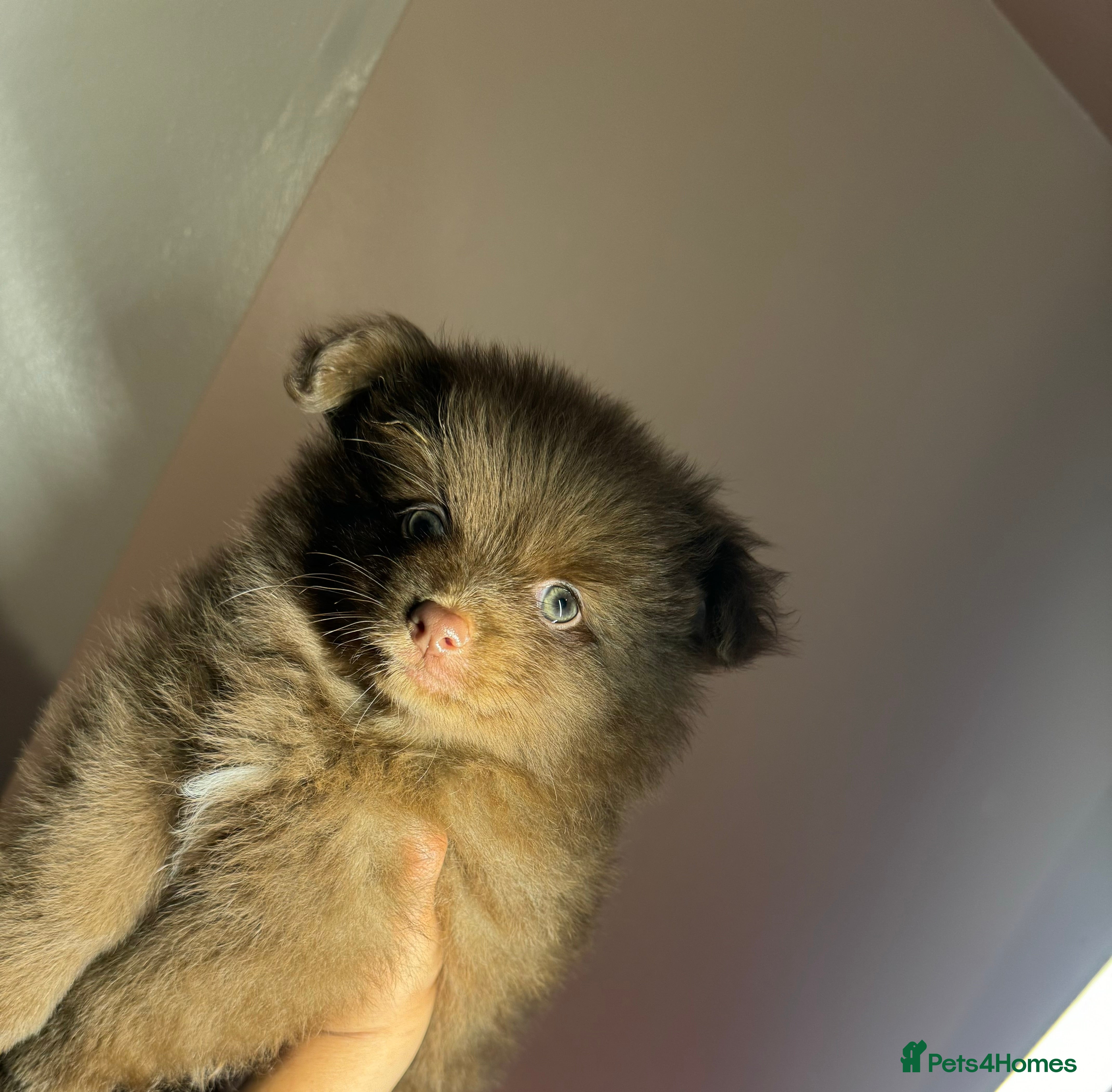 Pomeranian dogs Pomeranian for sale - Advert 9