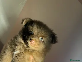 Pomeranian dogs Pomeranian for sale - Advert 9