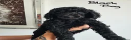 Standard Poodle dogs for sale: KC Standard Poodle Puppies !  - Advert 4