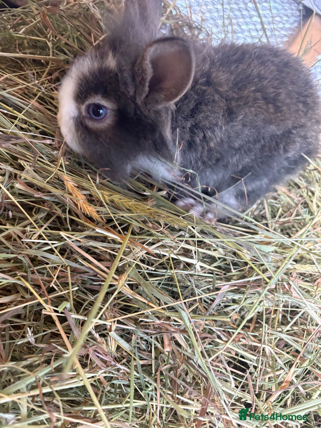 Mixed Breed rabbits for sale: Mixed breed rabbits ready now - Advert 4