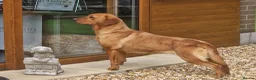 Labrador Retriever dogs for sale: 5 YROLD H/TESTED FOX RED LABRADOR BITCH FOR REHOME - Advert 5