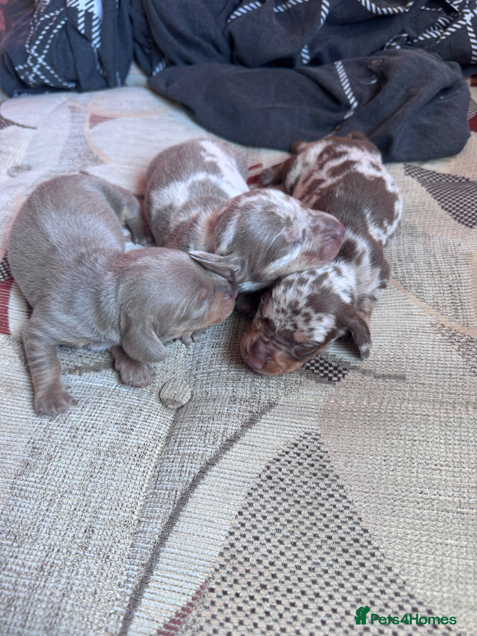 Miniature Dachshund dogs Miniature dax puppies kc reg gorgeous colours  - Advert 14