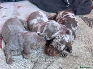 Miniature Dachshund dogs Miniature dax puppies kc reg gorgeous colours - Advert 14