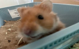 Hamster rodents for sale: *RESERVED* Baby boy Hamster 7 weeks old  - Image 8