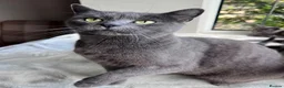 Russian Blue cats for sale: Beautiful Russian Blue Girl – 14 Weeks - Advert 13
