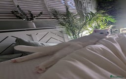 Domestic Shorthair cats for sale: Heartbreaking Rehome-18 month old Pure White Cat x - Image 16