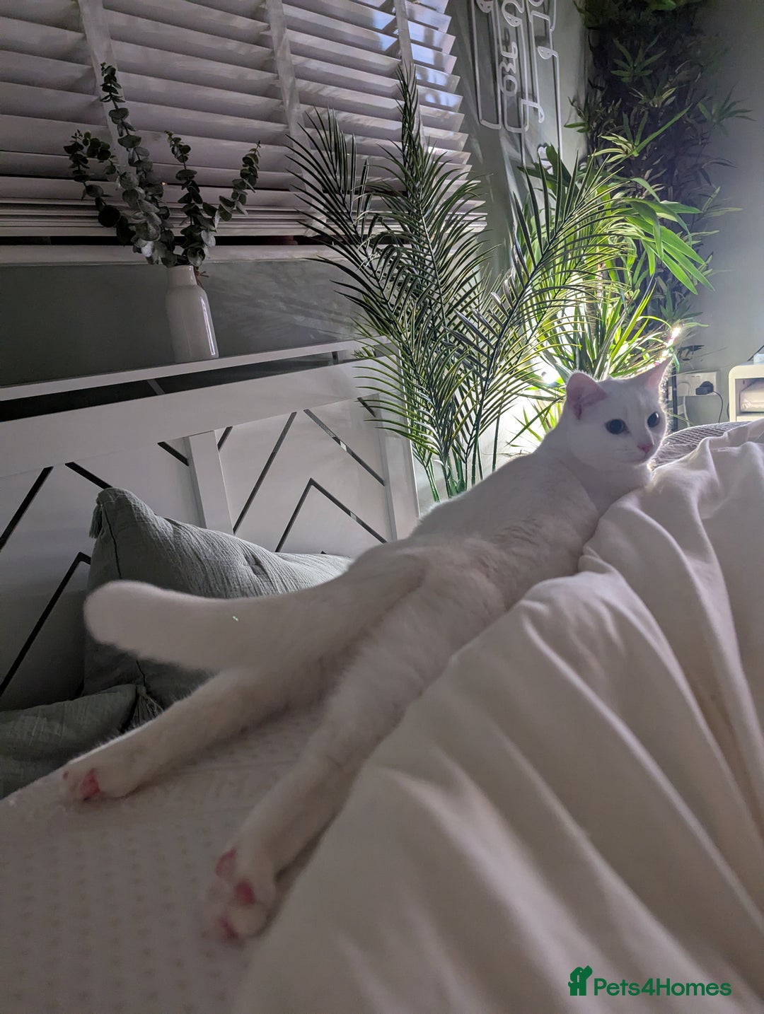 Domestic Shorthair cats for sale: Heartbreaking Rehome-18 month old Pure White Cat x - Image 16