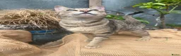Savannah cats for sale: Stunning pedigree SAVANNAH girl f5 sbt - Advert 10