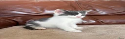 Mixed Breed cats for sale: Beautiful kittens  - Advert 8