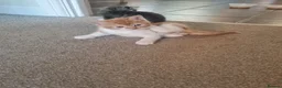 British Longhair cats for sale: 4 kittens for sale  in Wolverhampton - Advert 4