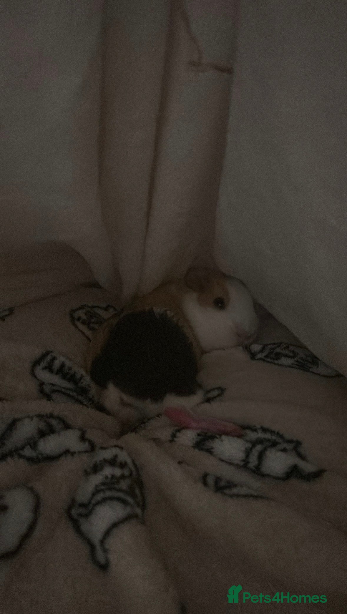 Guinea Pig rodents 2 Guinea pigs for sale  - Advert 1