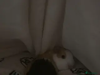 Guinea Pig rodents 2 Guinea pigs for sale - Advert 1