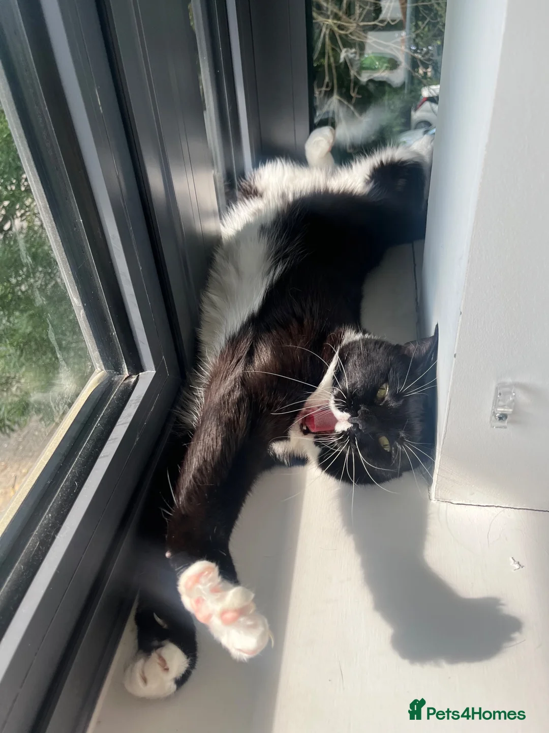 Mixed Breed cats for sale: Female Mixed Breed - Aged 4 - Advert 2