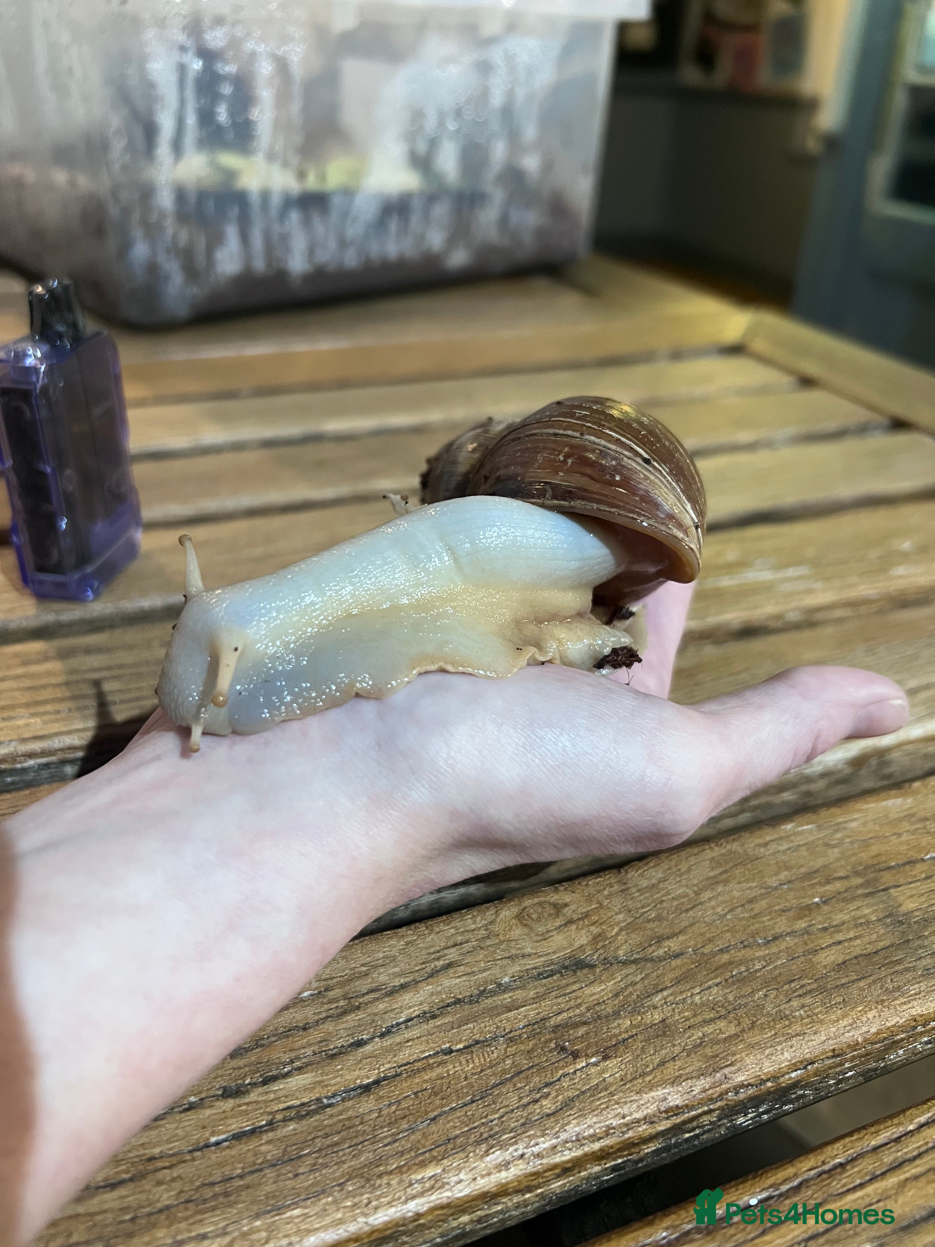 Snails invertebrates Two African Land Snails for Rehoming - Advert 1