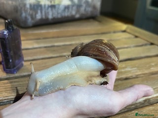 Snails invertebrates Two African Land Snails for Rehoming - Advert 1