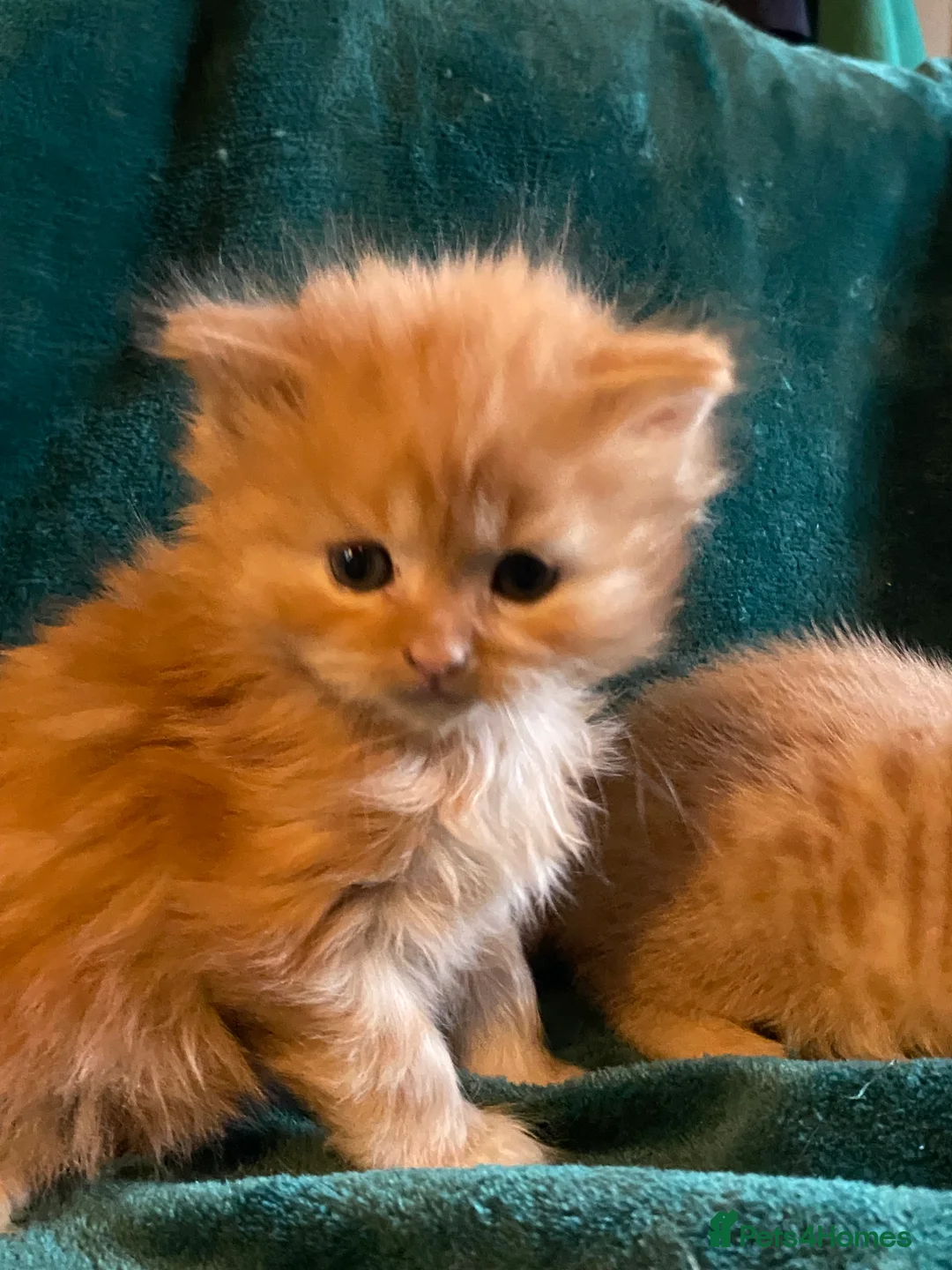 Scottish Fold cats for sale: ALL RESERVED NOW Scottish Straight Ginger Kittens - Advert 6