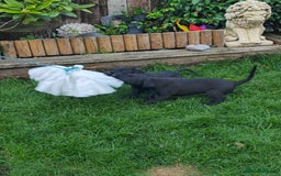 Mixed Breed dogs for sale:  Whippet × Patterdale Dog Pups - Image 16