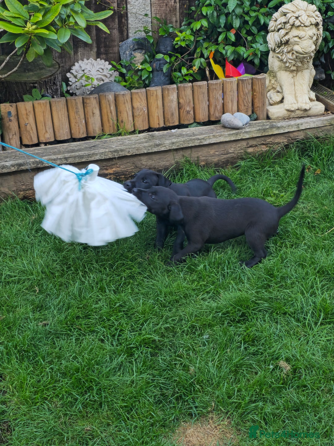 Mixed Breed dogs for sale:  Whippet × Patterdale Dog Pups - Image 16