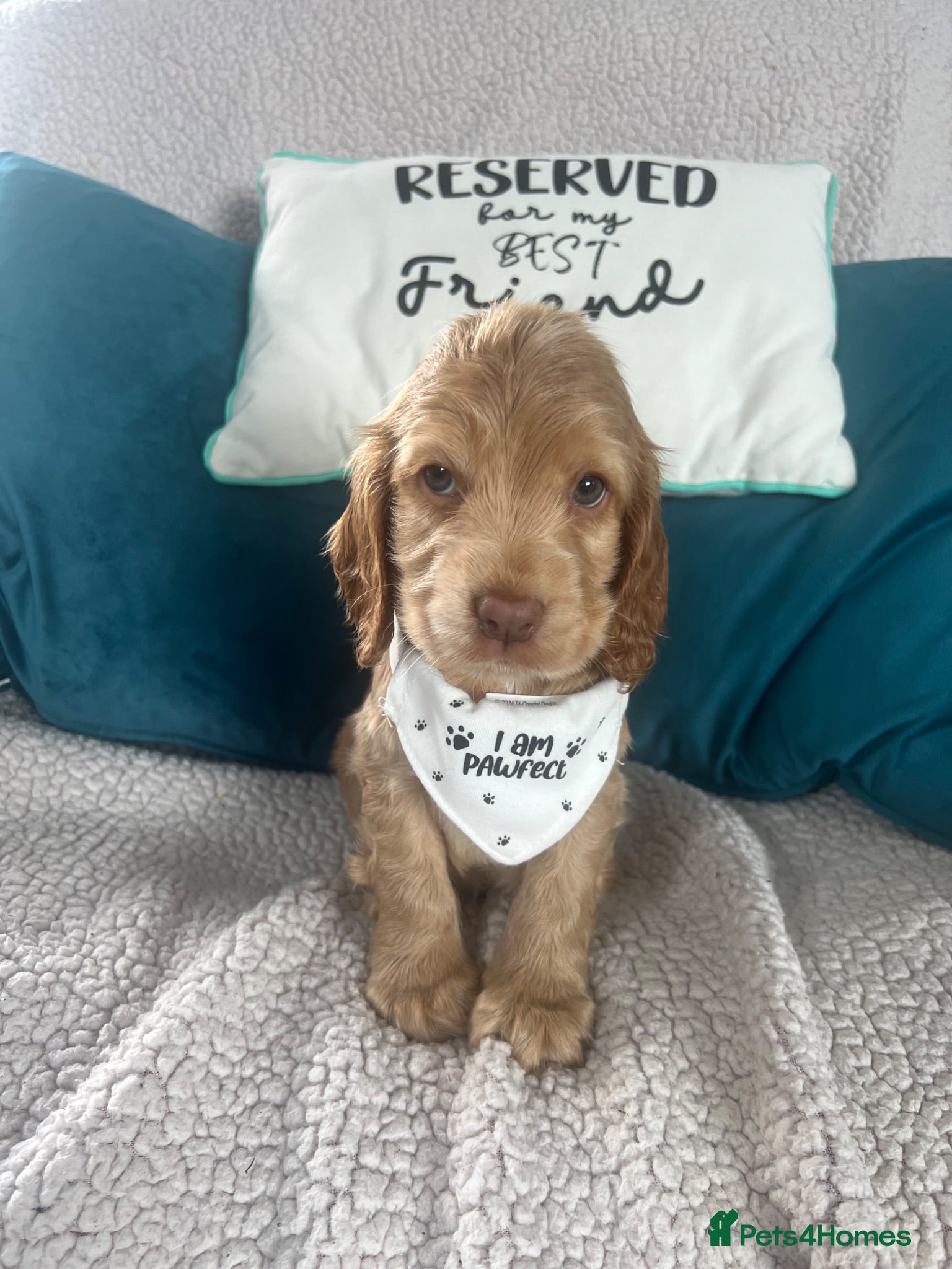 Cocker Spaniel dogs 🐶💙READY NOW💝🐶 show type KC health tested.   - Advert 1