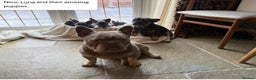 French Bulldog dogs for sale: Reduced French Bulldogs - Advert 3
