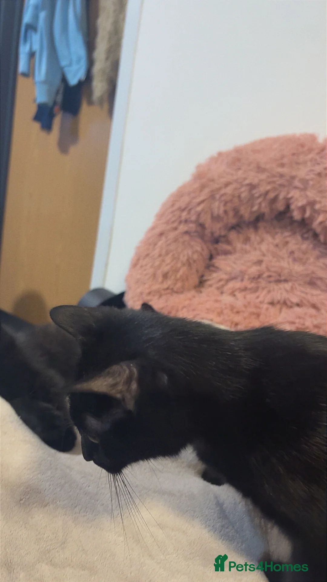 Mixed Breed cats for sale: Kittens for sale - Advert 2