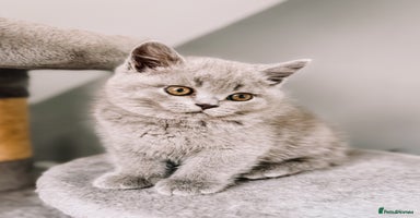 British Shorthair cats - Advert 2