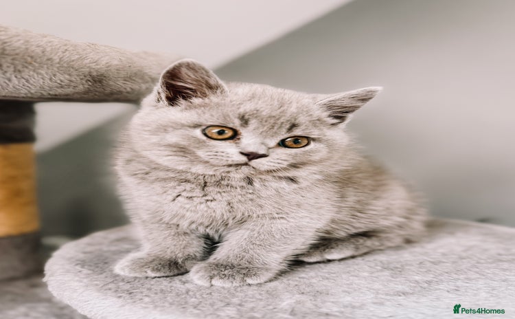 British Shorthair cats - Advert 4