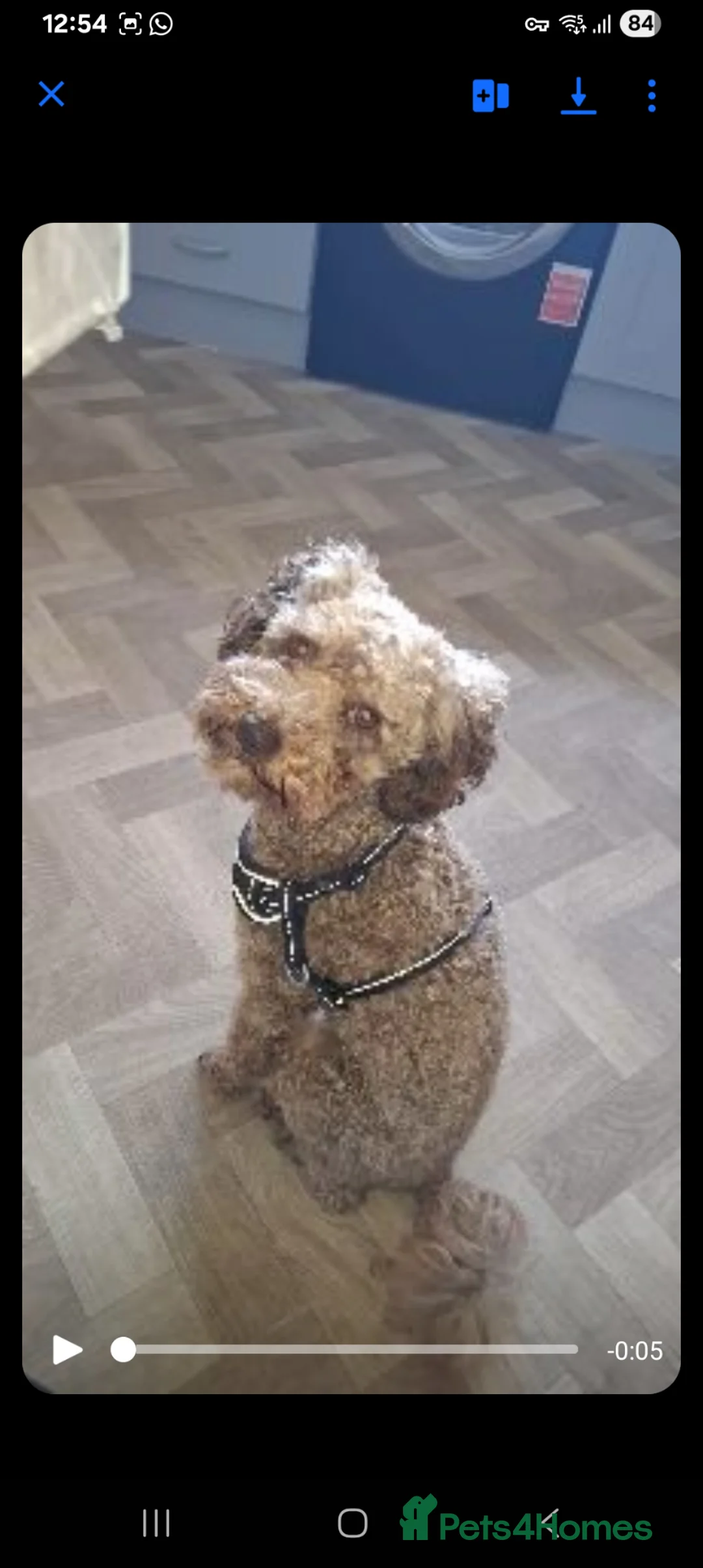 Cavapoo dogs for sale: Cavapoo puppy in Newry - Advert 2