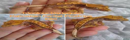 Gecko reptiles for sale: Juvinile Crested Geckos various morphs  - Advert 3