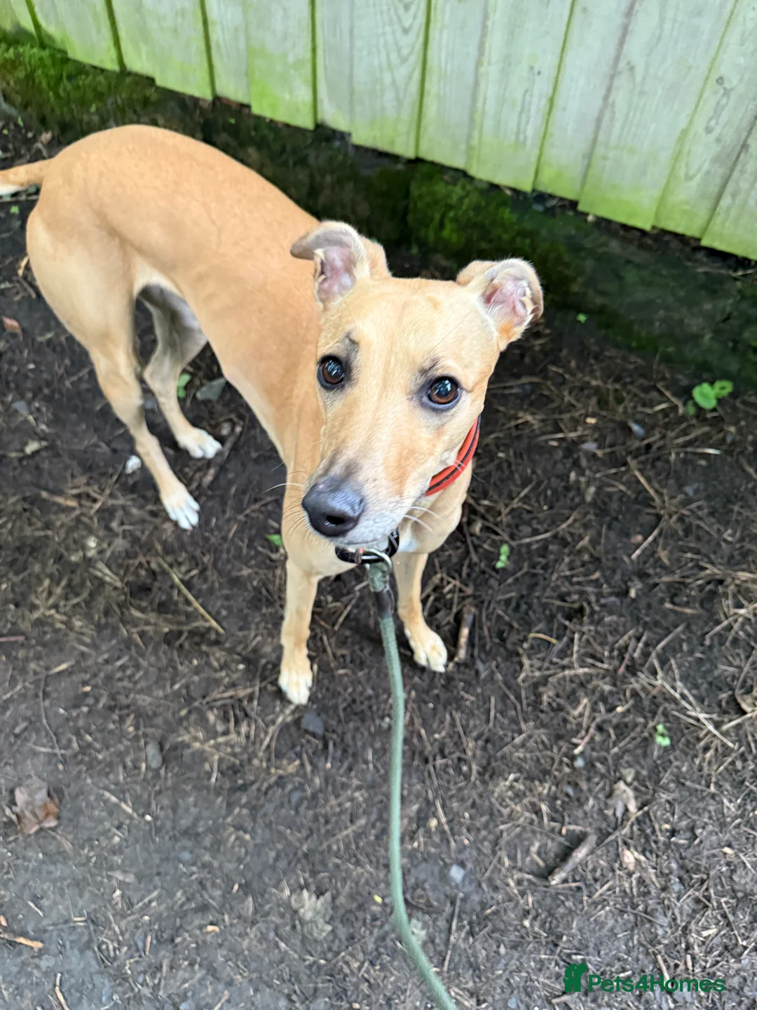 Mixed Breed dogs for sale: Lillie  - Advert 14