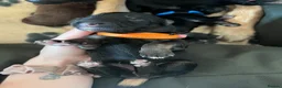 German Shepherd dogs for sale: German Shepherd Puppies in Selby - Advert 6