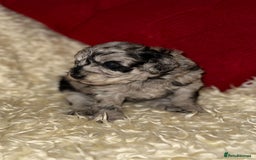 Toy Poodle dogs for sale: 🩷💜Stunning Toy Poodles For Sale 🩷💜 - Advert 3