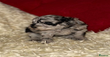 Toy Poodle dogs Stunning Toy Poodles For Sale  - Advert 3