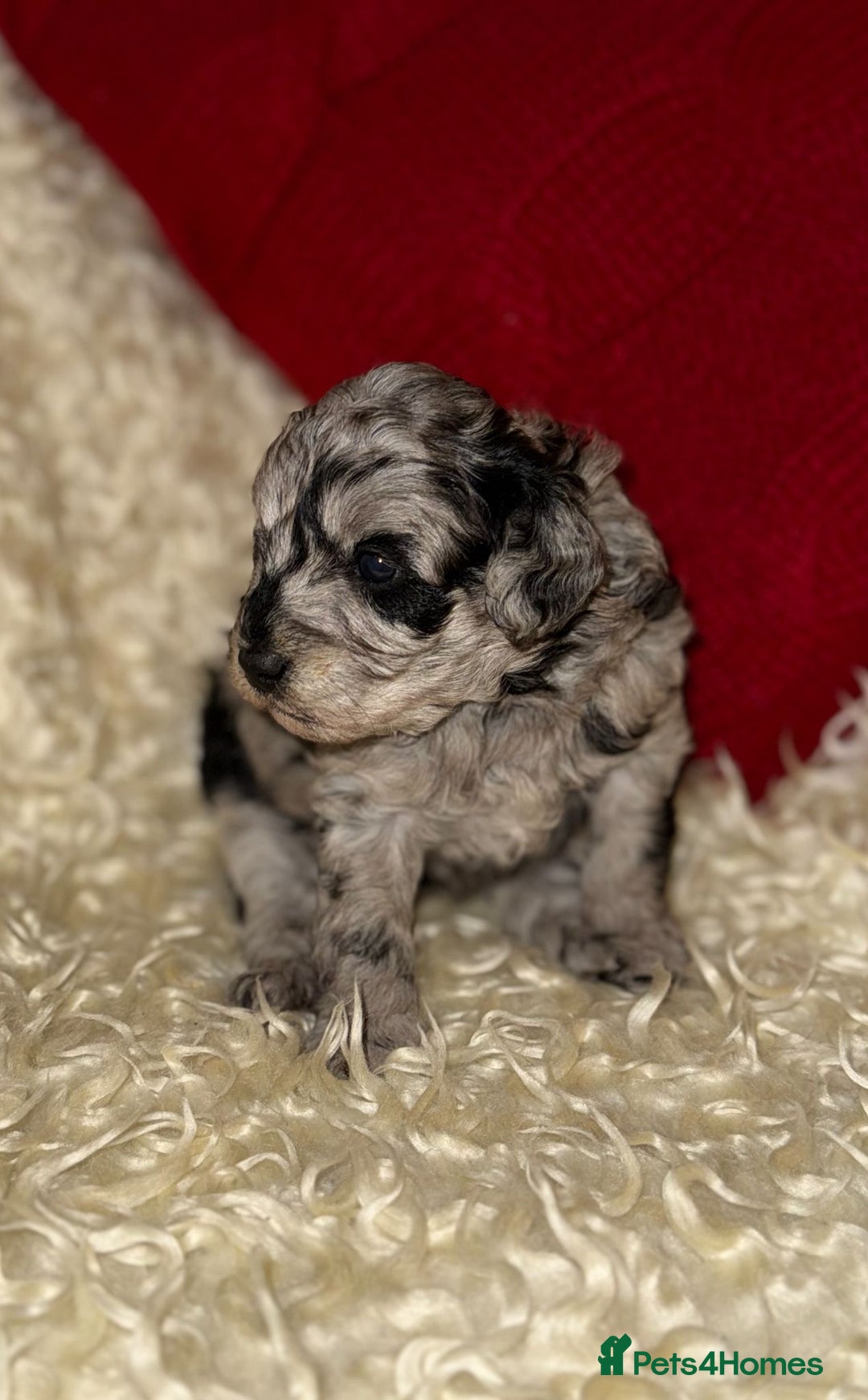 Toy Poodle dogs for sale: 🩷💜Stunning Toy Poodles For Sale 🩷💜 - Advert 3