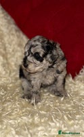 Toy Poodle dogs Stunning Toy Poodles For Sale - Advert 2